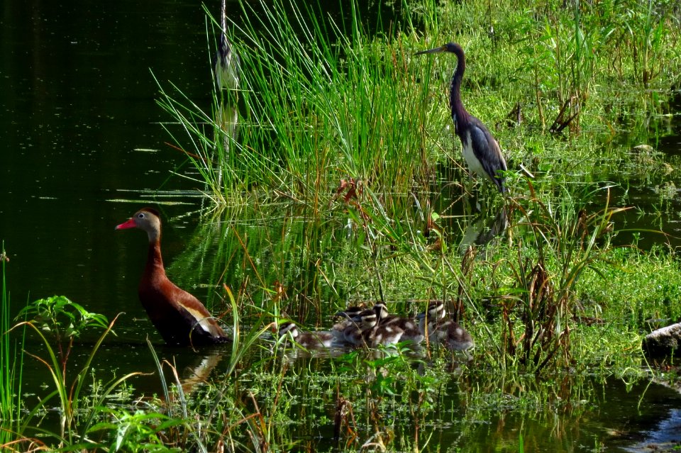 Tricolor Heron with Black-bellied Whistling Duck family