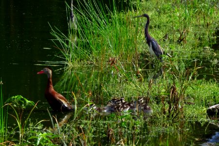 Tricolor Heron with Black-bellied Whistling Duck family photo
