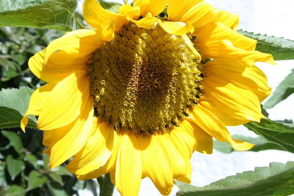 Flower nature yellow