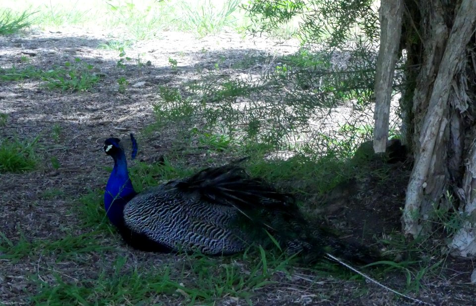 Arboretum Botanical Gardens. Peacock Resting Under a Tree.  Arcadia, CA