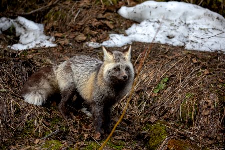 Red Fox