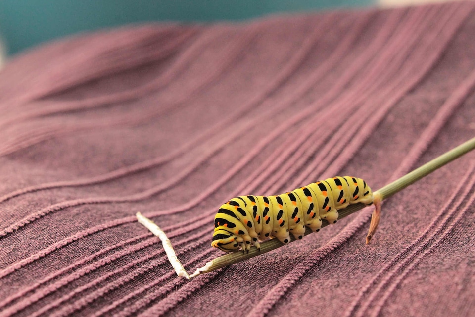 Insect stage swallowtail