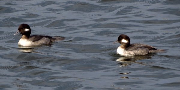 Female Bufflehead