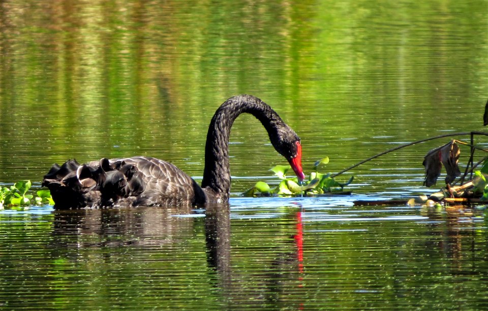 Black Swan