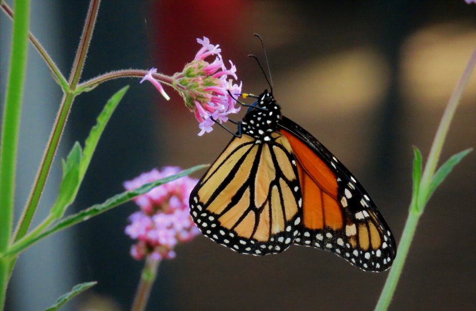 Monarch Butterfly on Verbena