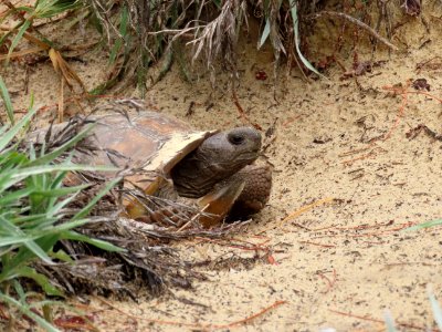 Gopher Tortoise