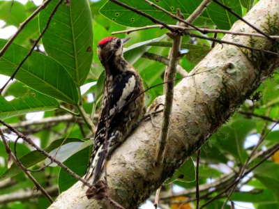 Yellow-bellied Sapsucker photo