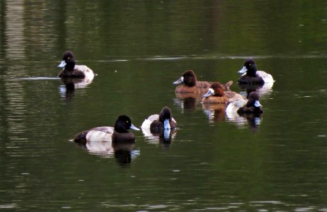 Lesser Scaup photo