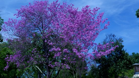 Arboretum & Botantical Gardens in Arcadia, CA