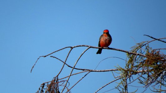 Vermilion Flycatcher photo