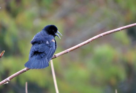 Red-winged Blackbird photo