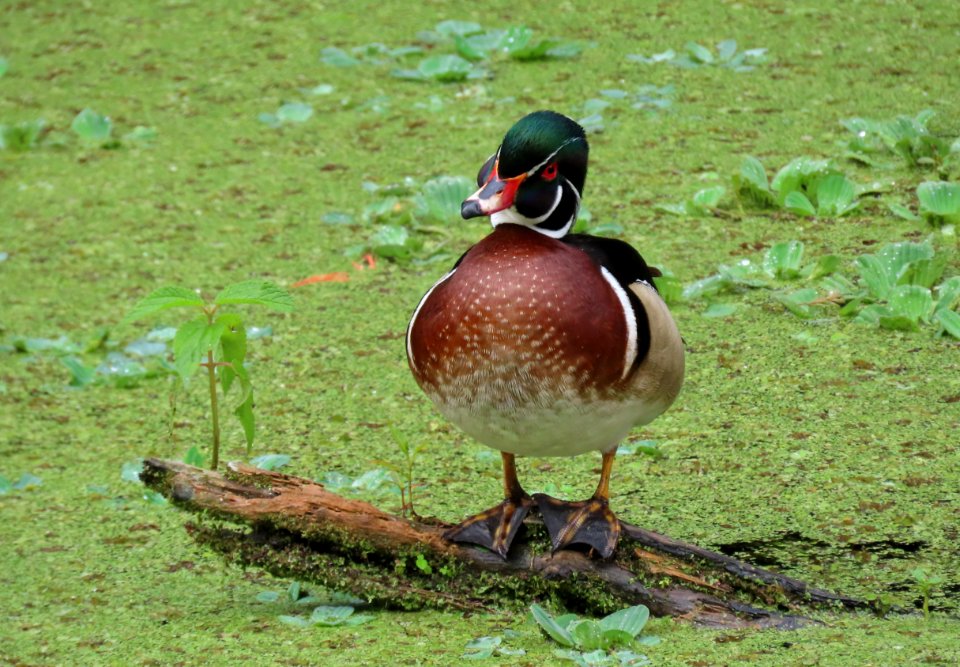 Wood Duck photo