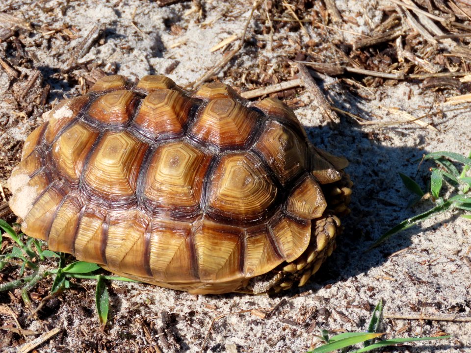 African Spurred Tortoise