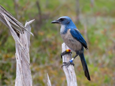 Florida Scrub-Jay photo