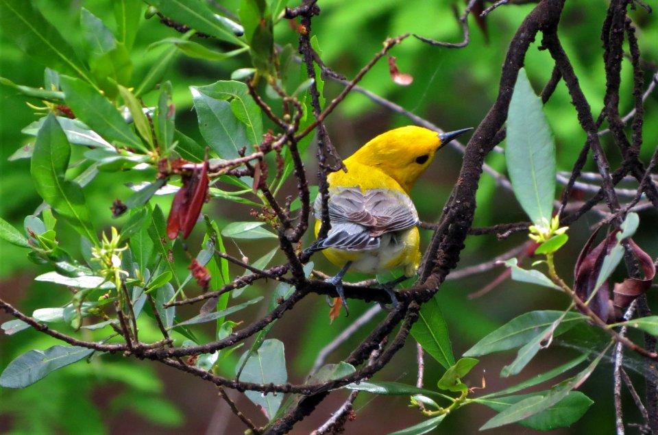Prothonotary Warbler