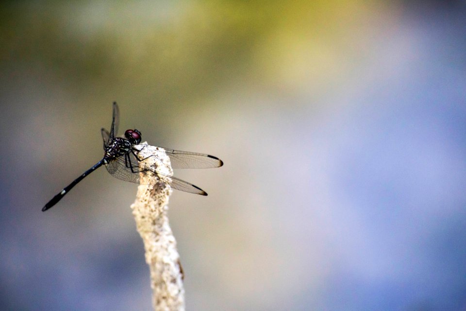 Dragonfly