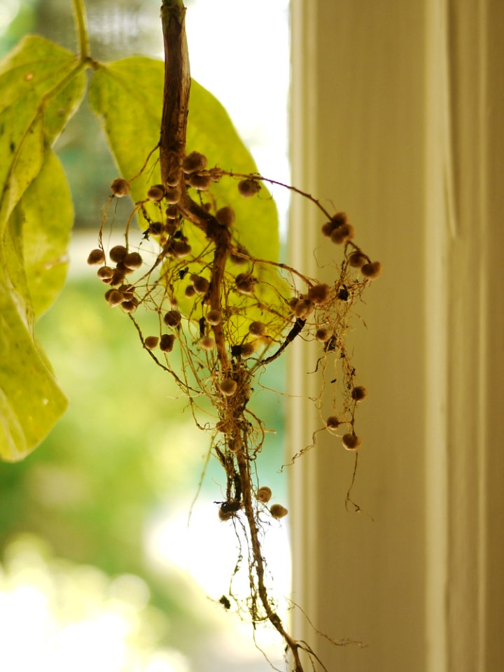 Soybean root nodules