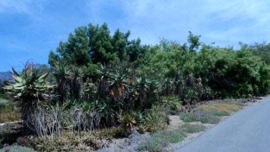 Arboretum & Botanical Gardens Walkway.  Arcadia, CA
