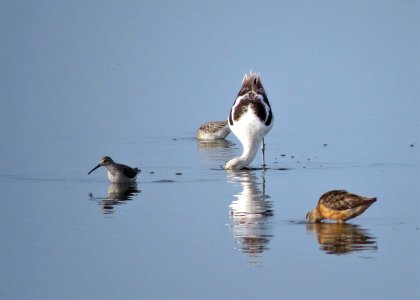 Avocet and Stilt Sandpiper with Dowitcher photo