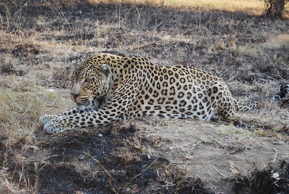 Wild animals animal world africa