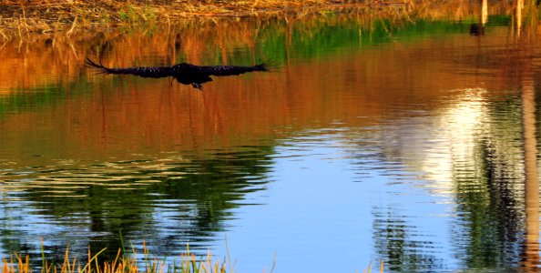 Limpkin photo