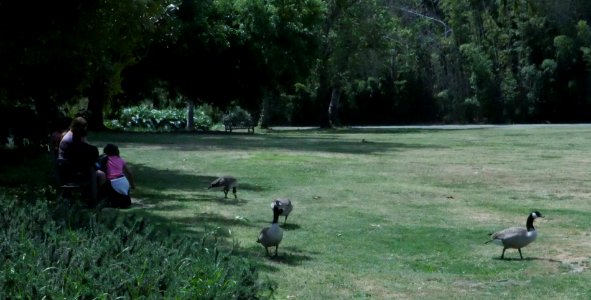 Arboretum Botanical Gardens. People Feeding the Ducks.  Arcadia, CA