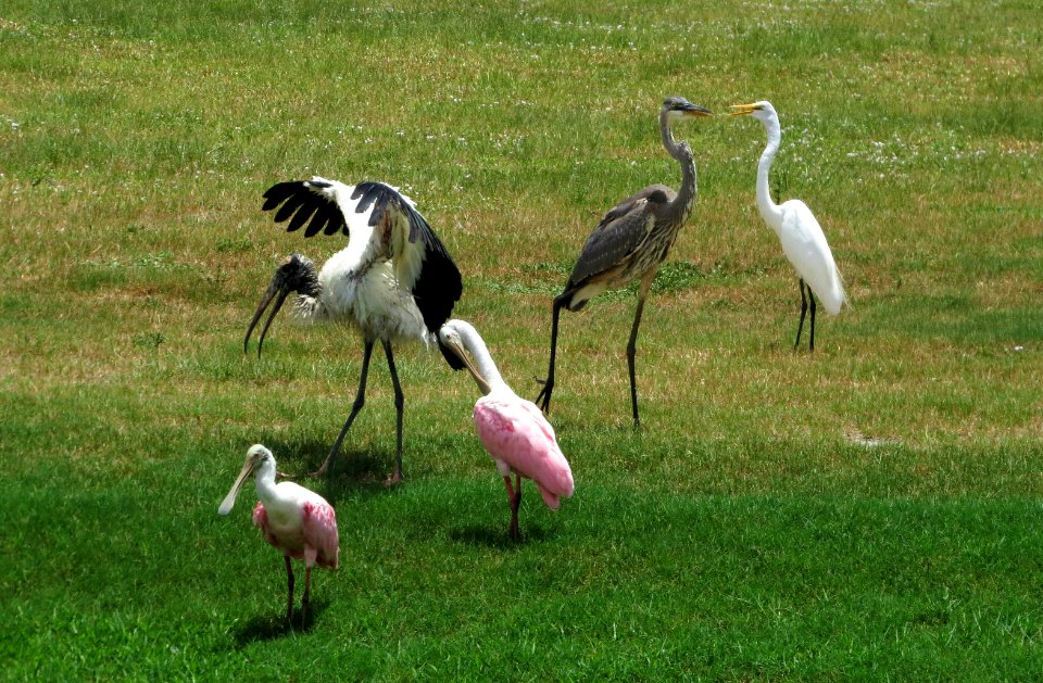 Roseate Spoonbills, Great Egret, Great Blue Heron, Wood Stork