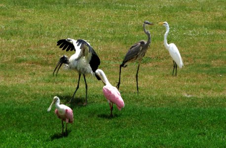 Roseate Spoonbills, Great Egret, Great Blue Heron, Wood Stork photo
