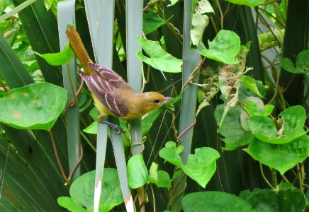 Orchard Oriole