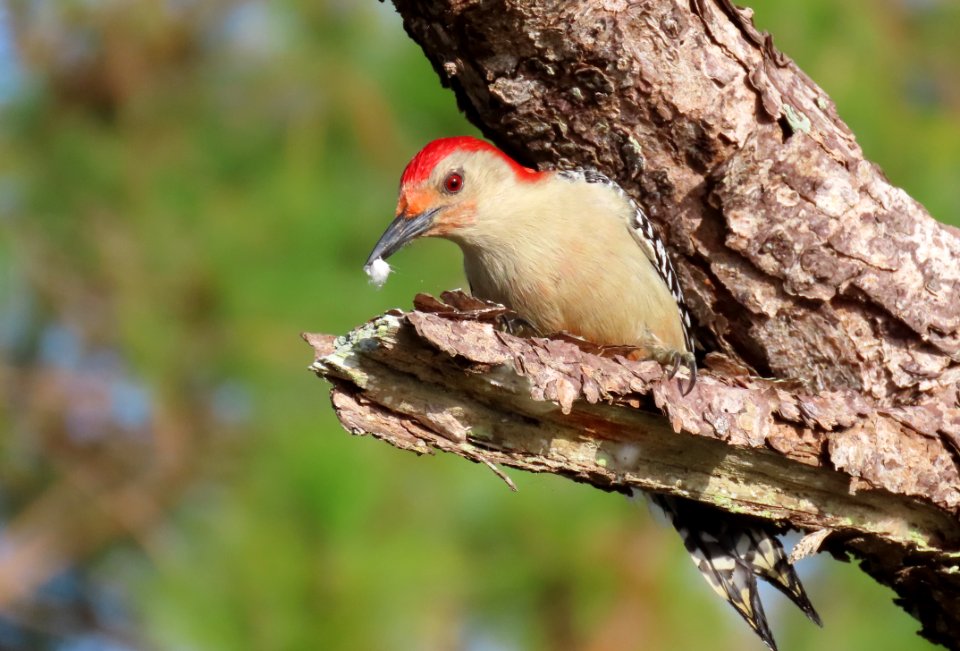Red-bellied Woodpecker, male