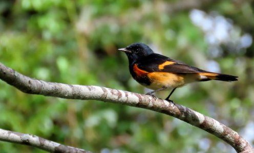 American Redstart photo