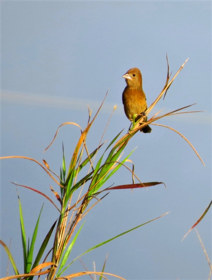 Blue Grosbeak photo