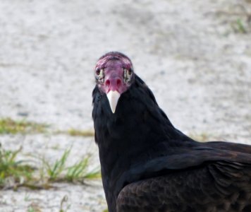 Turkey Vulture photo