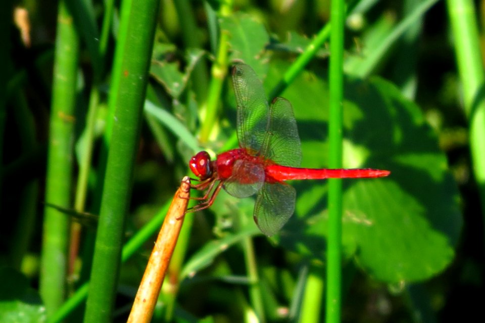 Dragonfly