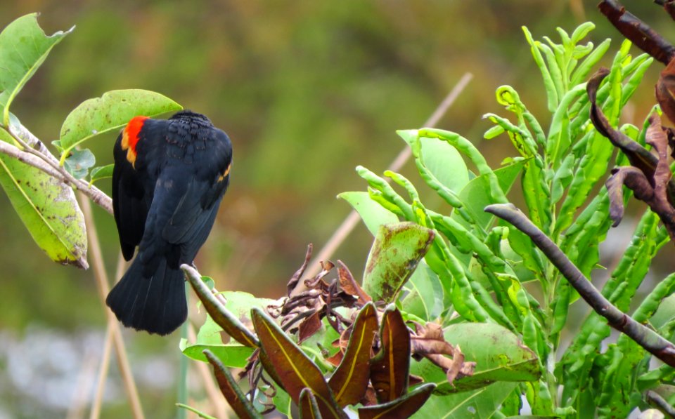 Red-winged Blackbird
