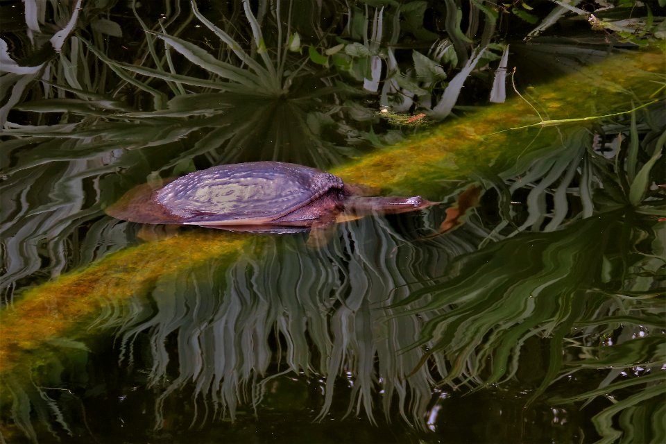 Soft-shelled Turtle