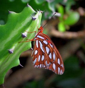 Gulf Fritillary Butterfly