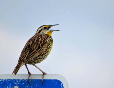 Eastern Meadowlark