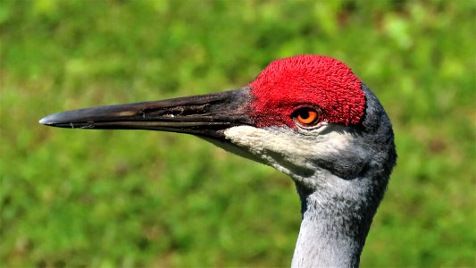 Sandhill Crane photo