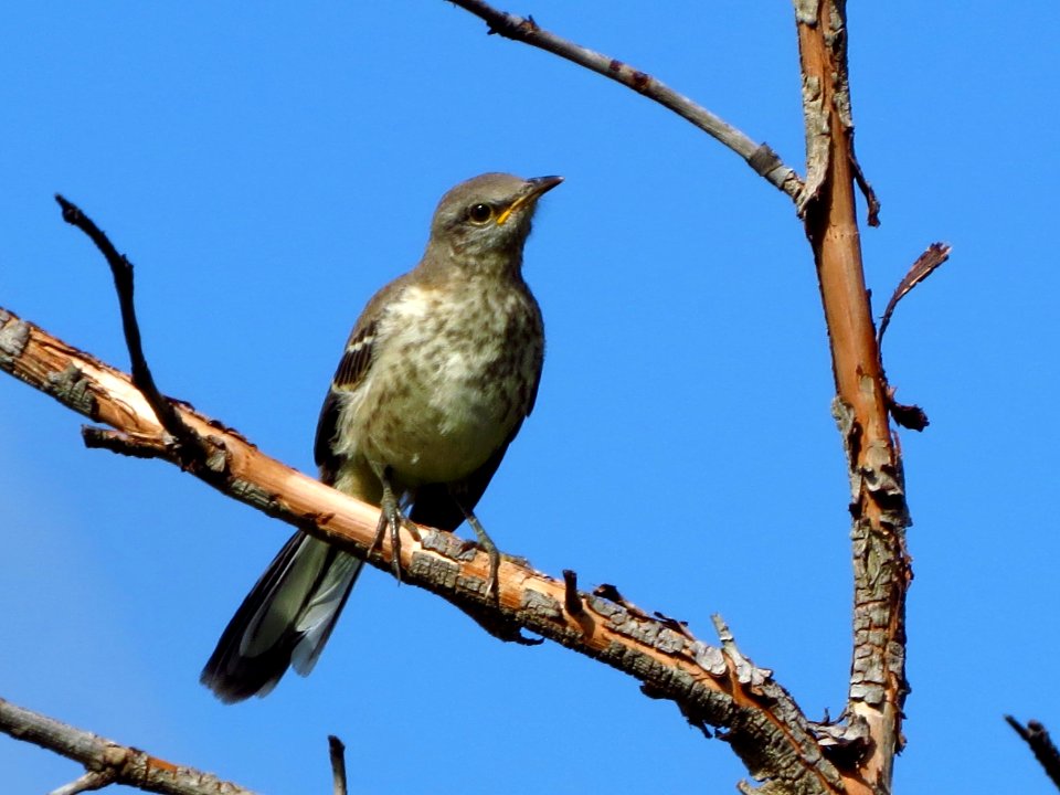 Juvenile Northern Mockingbird