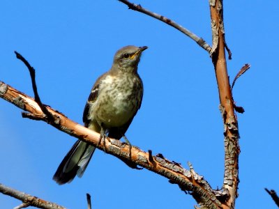 Juvenile Northern Mockingbird photo