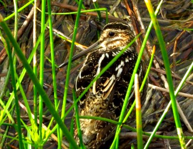 Wilson's Snipe photo