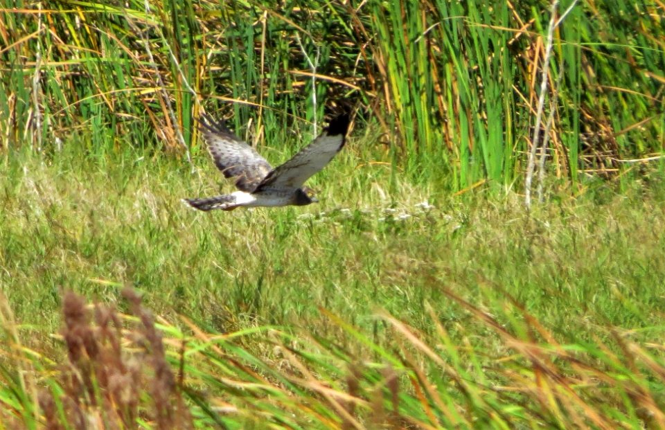 Northern Harrier "Gray Ghost"