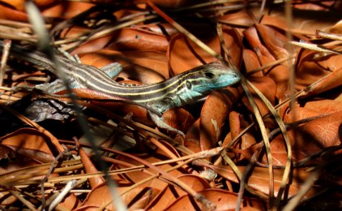 Six-lined Racerunner