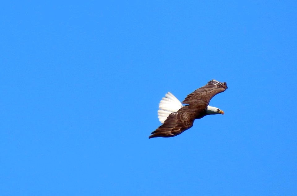 Bald Eagle
