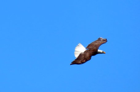 Bald Eagle photo