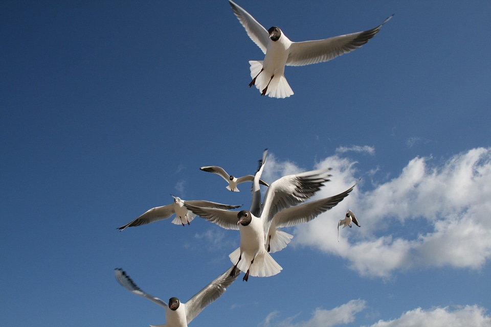 Clouds blue flying