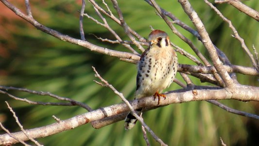American Kestrel