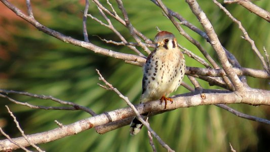 American Kestrel photo