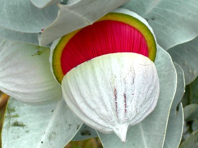 Mottlecah Bud